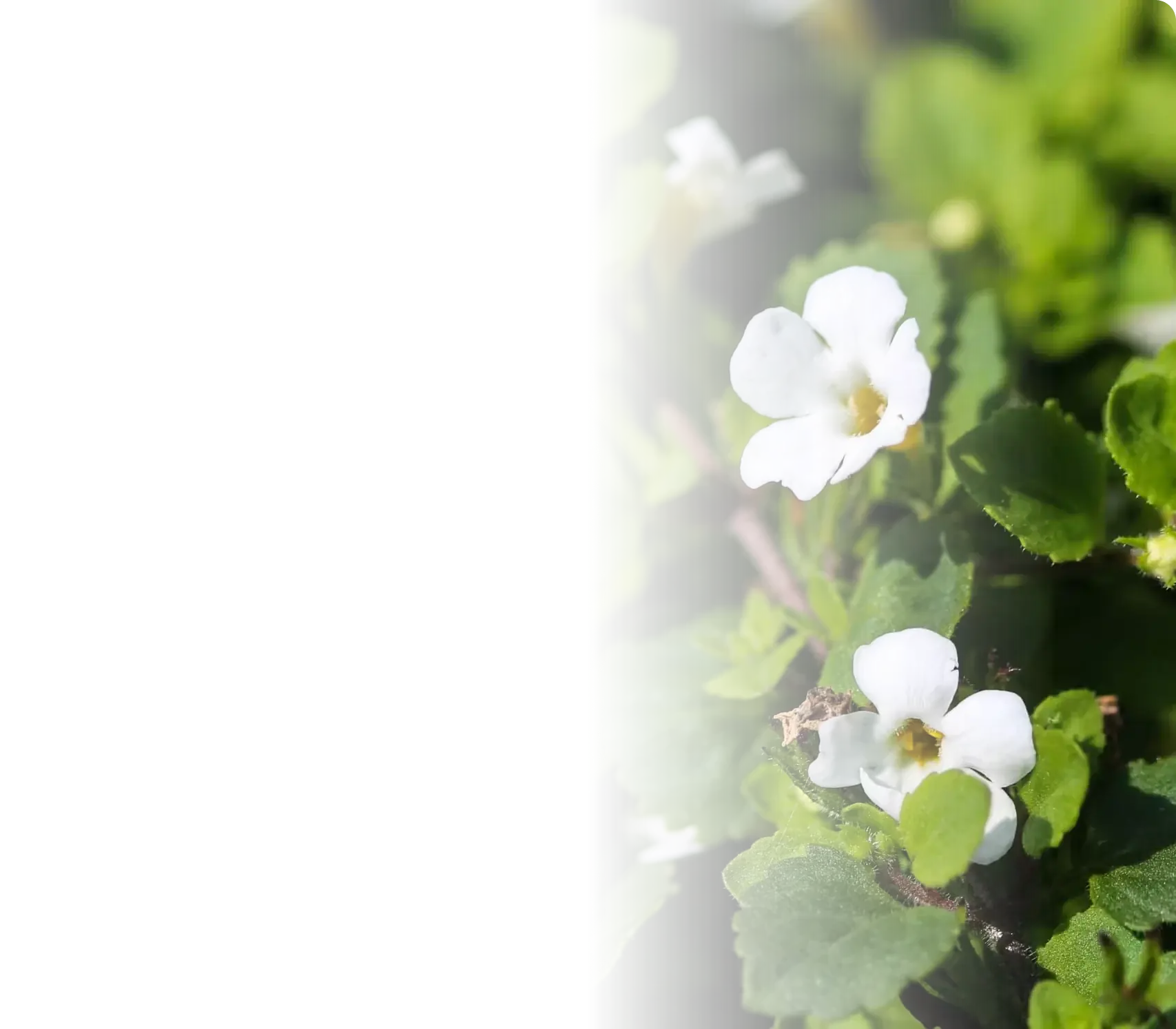 Bacopa Monnieri