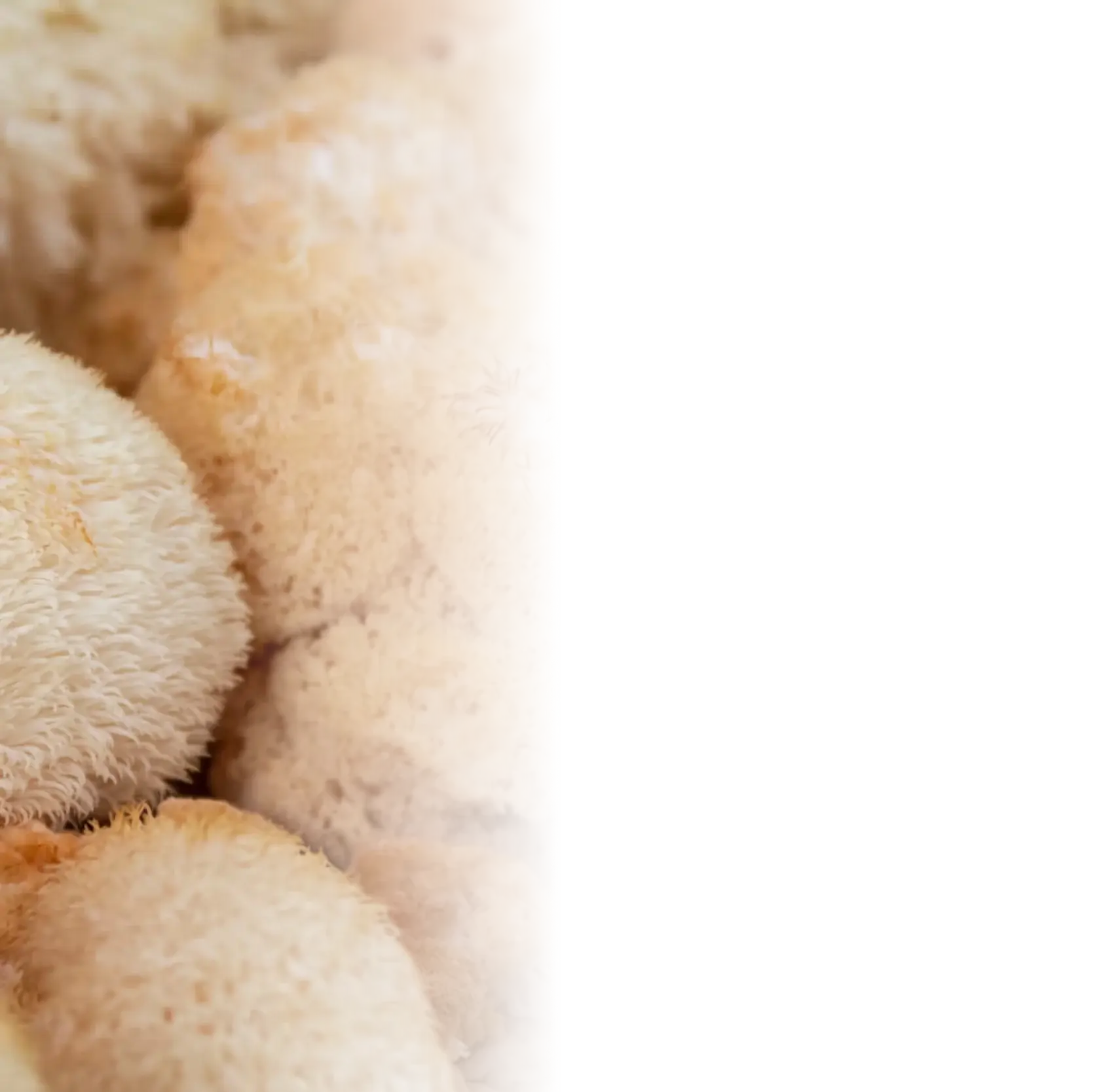 Erinacine A-Enriched Lion's Mane