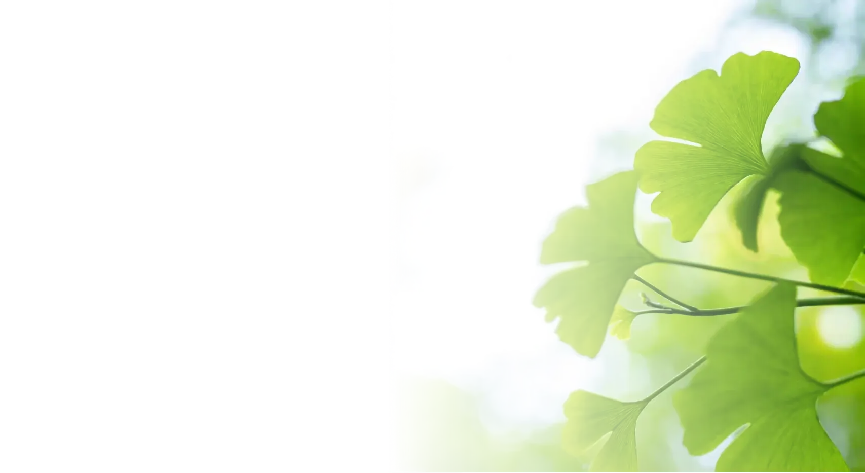 Rhodiola Rosea Extract