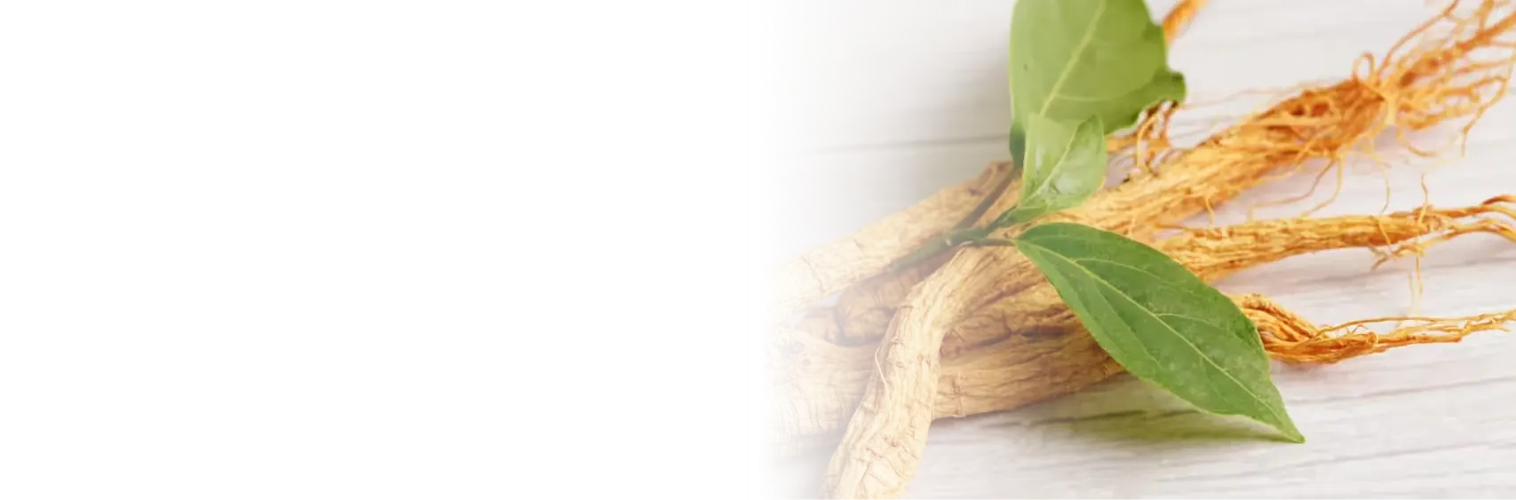 Panax Ginseng Extract